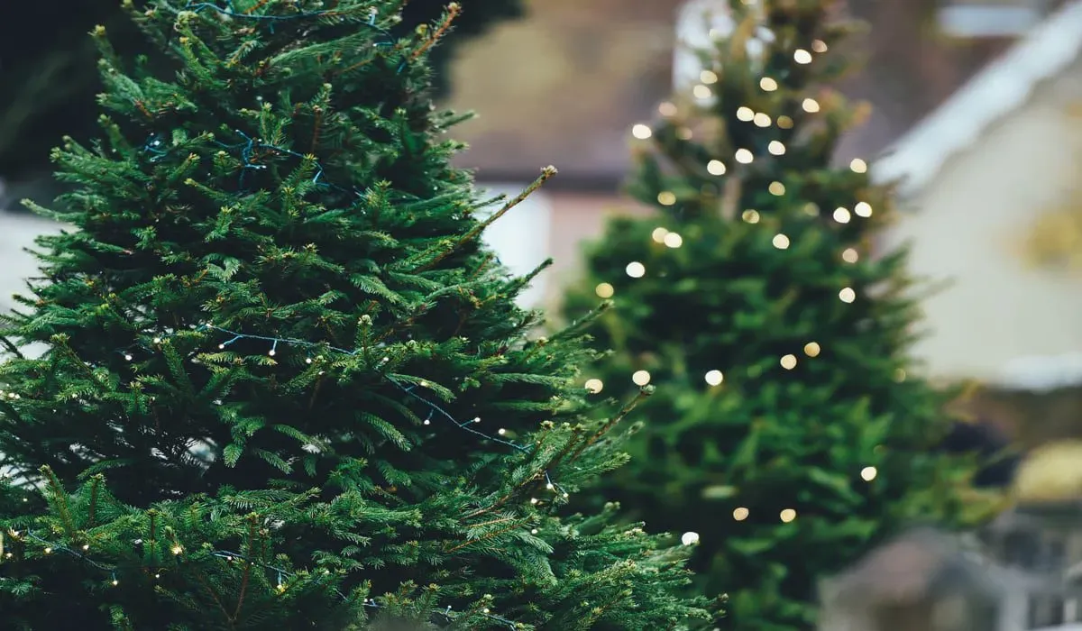 Απίστευτο: Έκλεψαν τις μισές μπάλες από χριστουγεννιάτικο δένδρο