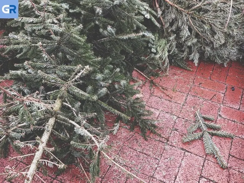 Χριστουγεννιάτικο δέντρο 5 τόνων καταπλάκωσε και σκότωσε γυναίκα