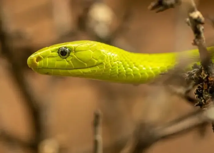 Αυτό το δηλητηριώδες φίδι εξαπλώνεται ολοένα και περισσότερο στη Γερμανία