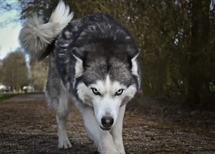 Προσοχή: Εντοπίστηκε ο πρώτος λύκος σε νησί της Βόρειας Γερμανίας