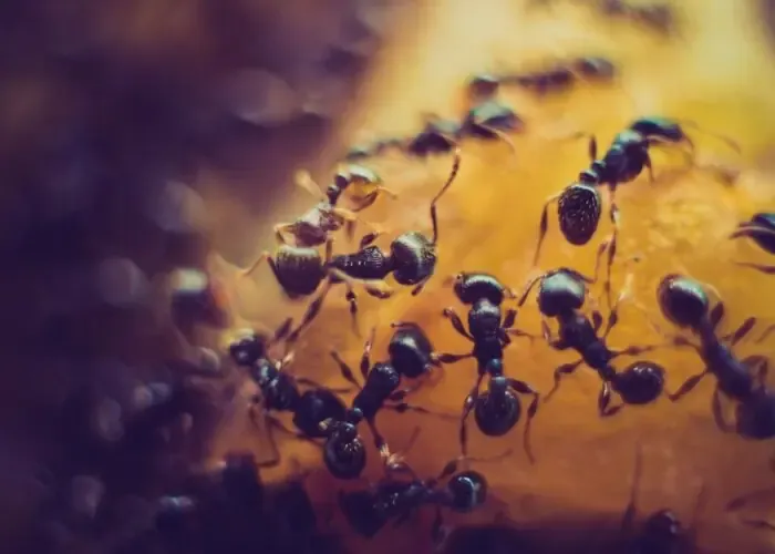 Πώς τα μυρμήγκια εξαπλώνονται σε όλη τη Γερμανία; Τρώνε ακόμα και κτήρια