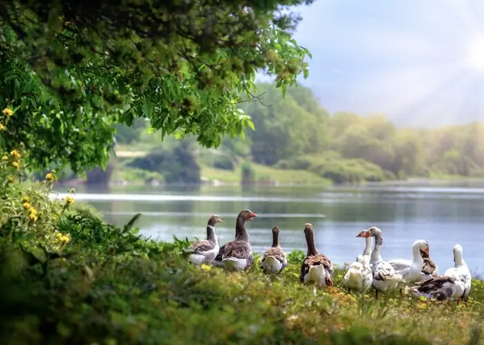 Regattaparksee στο Μόναχο: Όλα όσα πρέπει να γνωρίζουν οι επισκέπτες